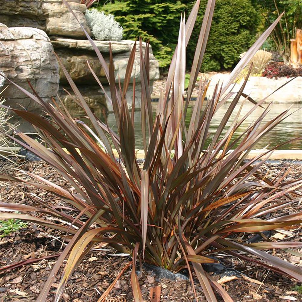 Phormium Bronze Baby