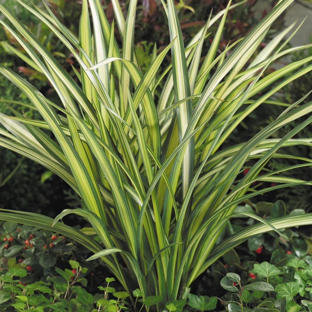 Phormium Cream Delight