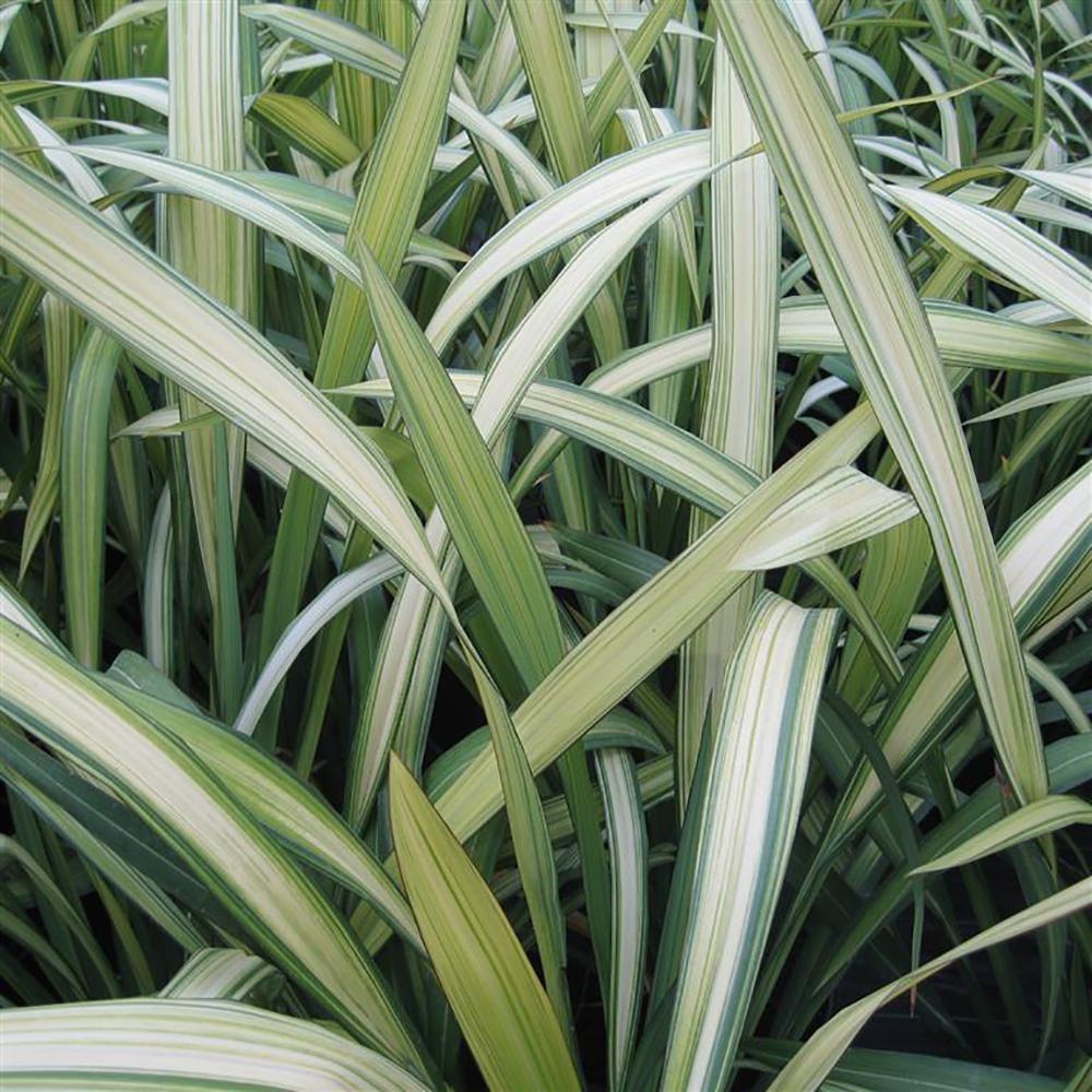 Phormium Cream Delight