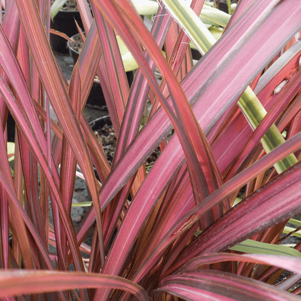 Phormium Evening Glow