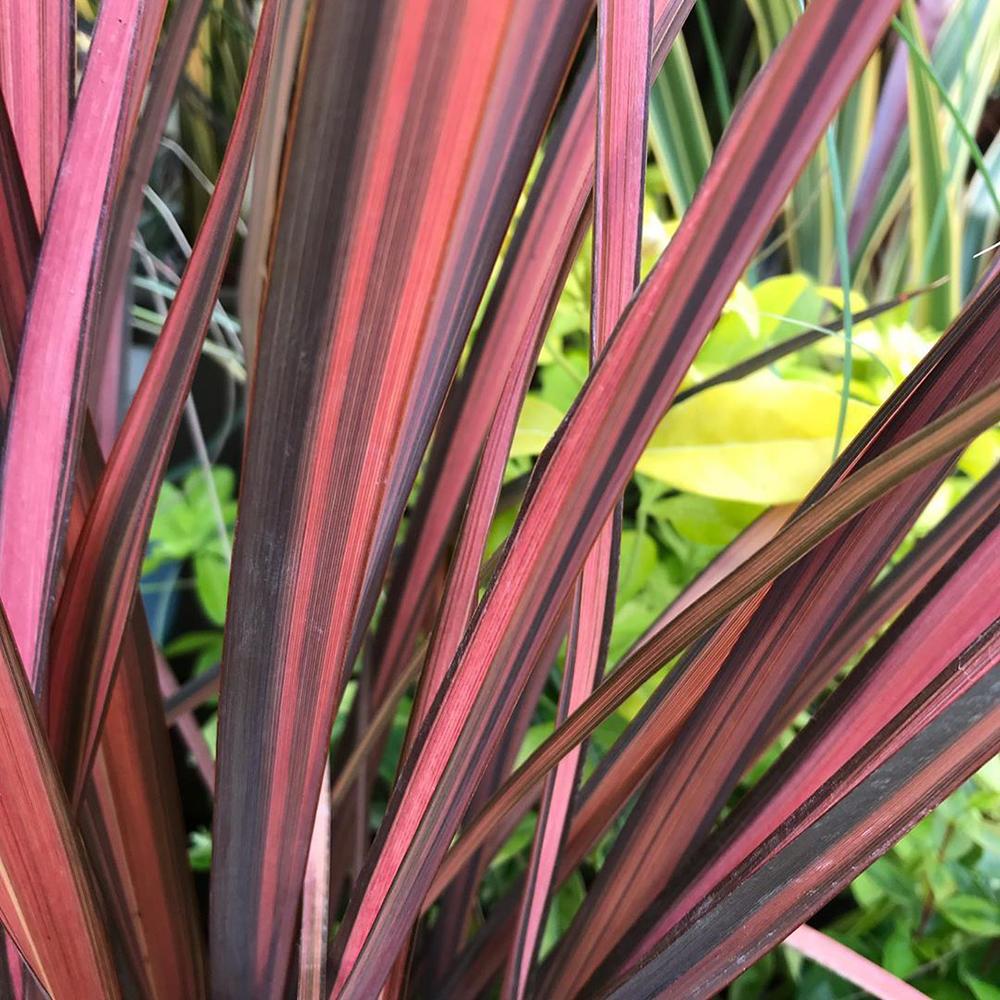 Phormium Evening Glow