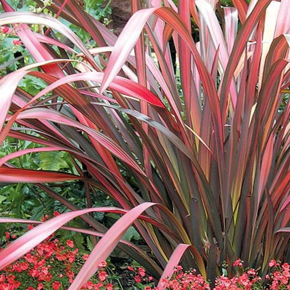 Phormium Evening Glow