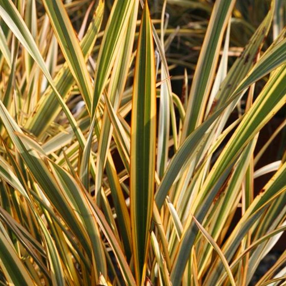 Phormium Gold Ray