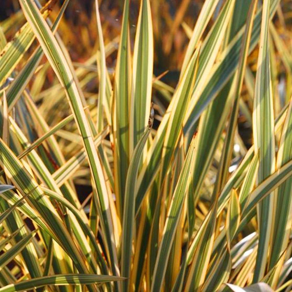 Phormium Gold Ray