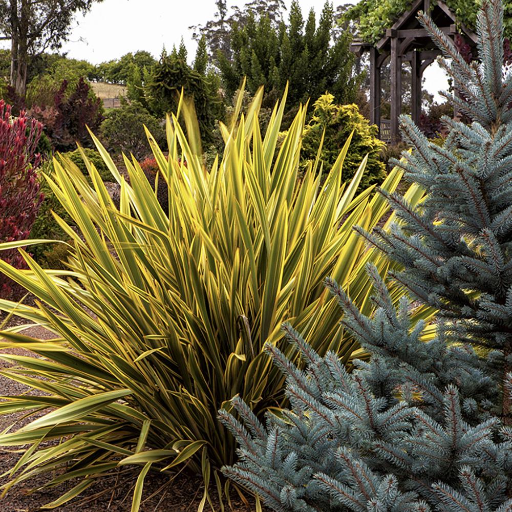 Phormium Gold Ray