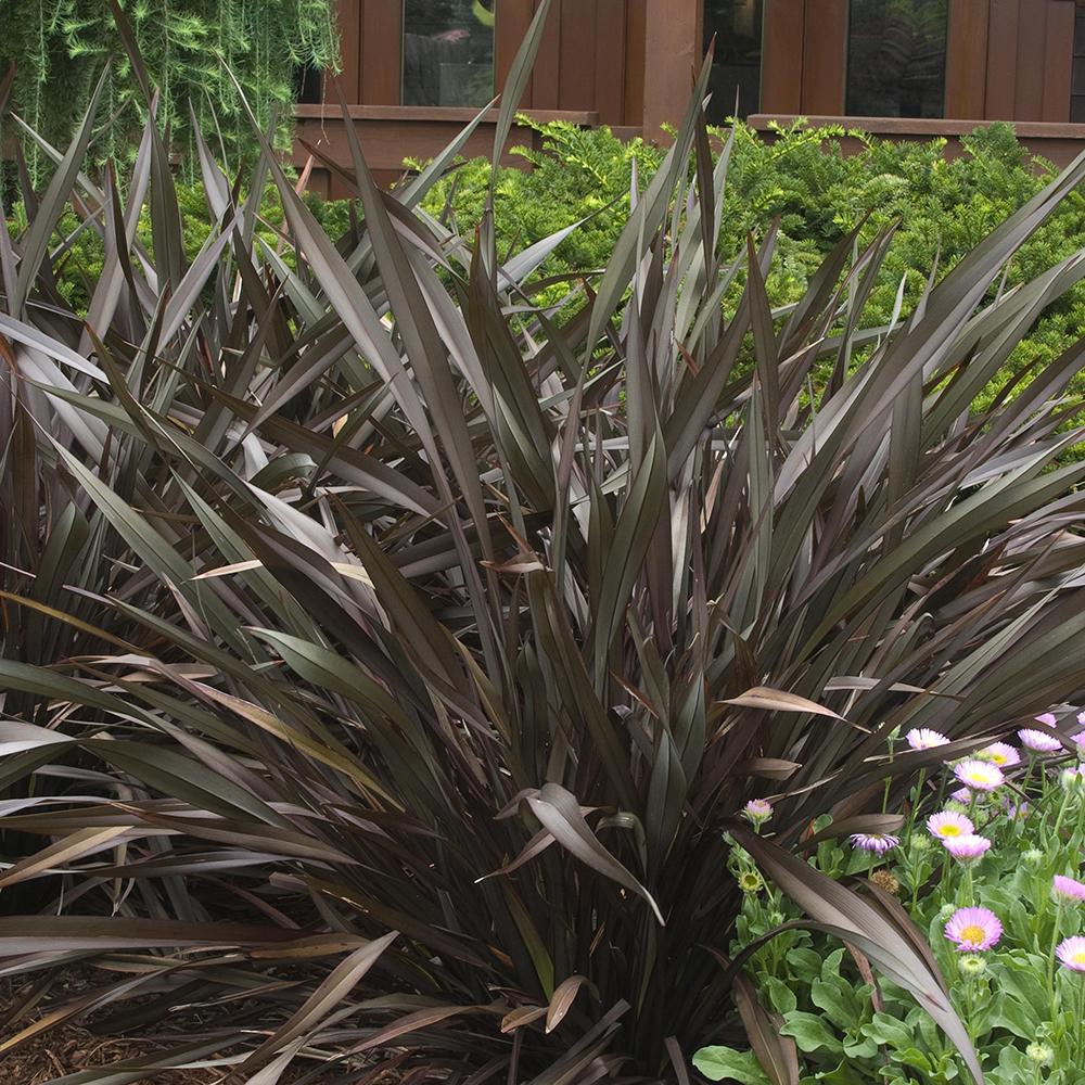 Phormium Platts Black