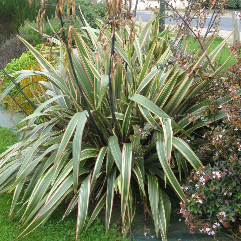 Phormium Tricolor