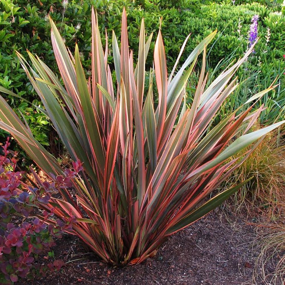 Phormium Tricolor
