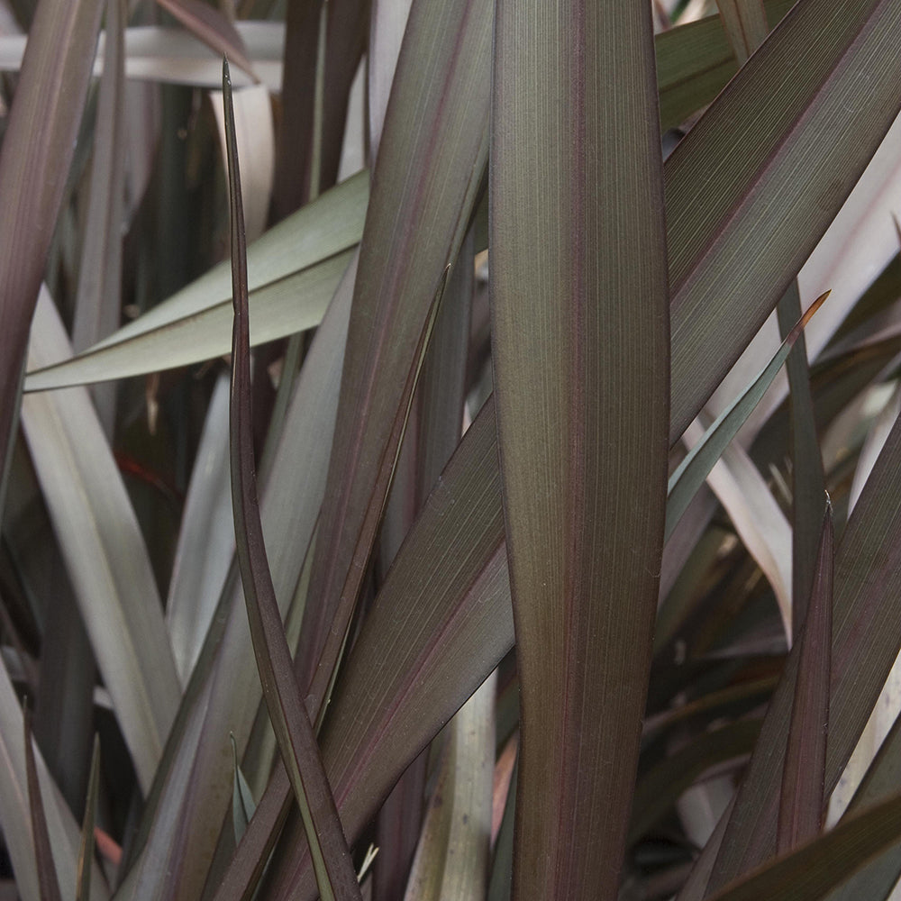 Phormium Platts Black