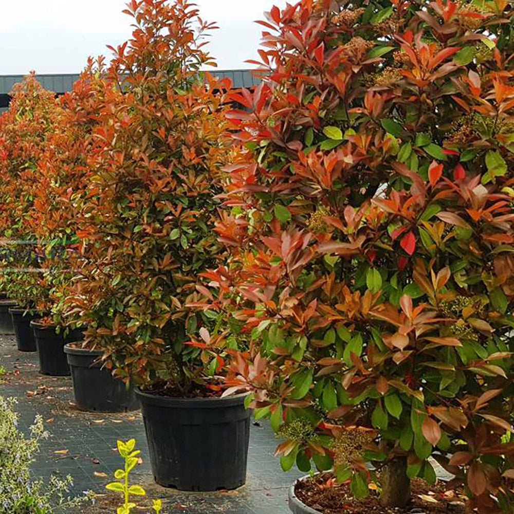 Photinia Carre Rouge Con Piramidal