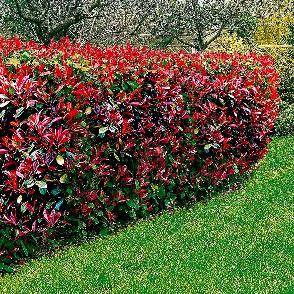 Photinia Carre Rouge Con Piramidal