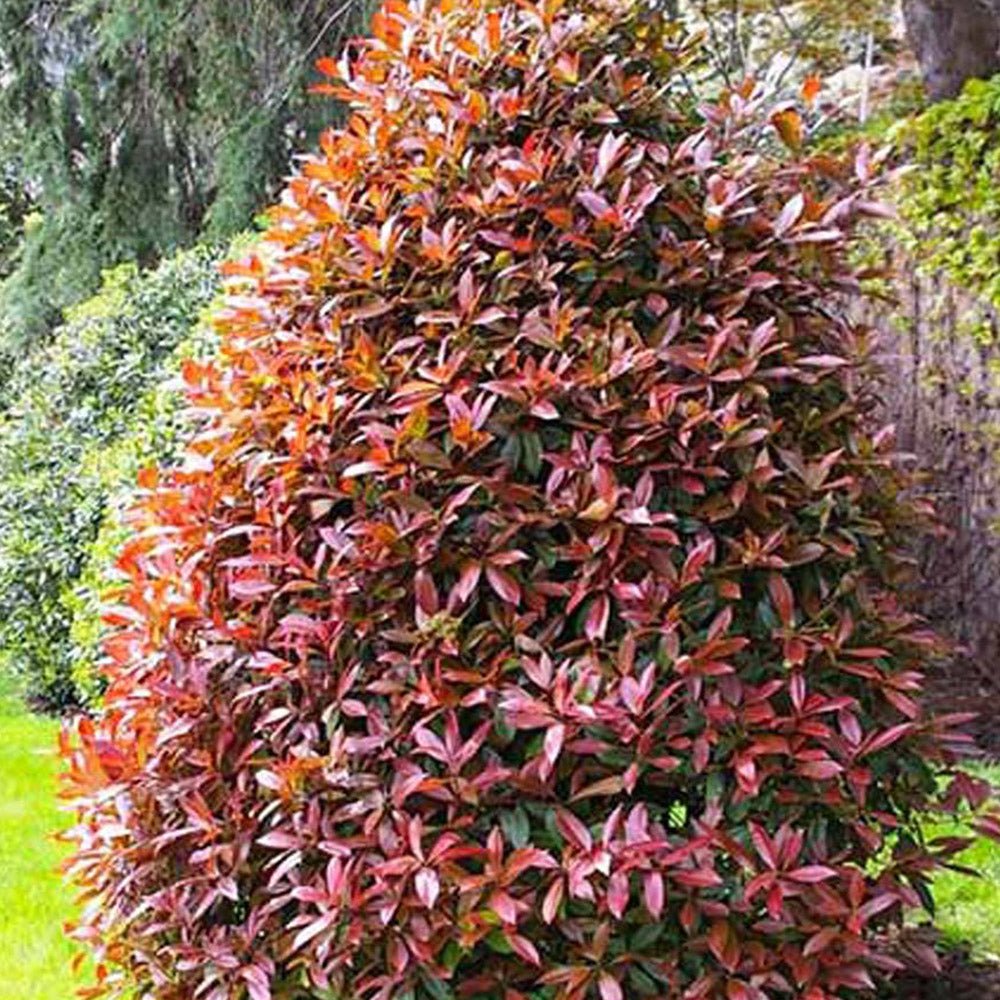 Photinia Carre Rouge Con Piramidal