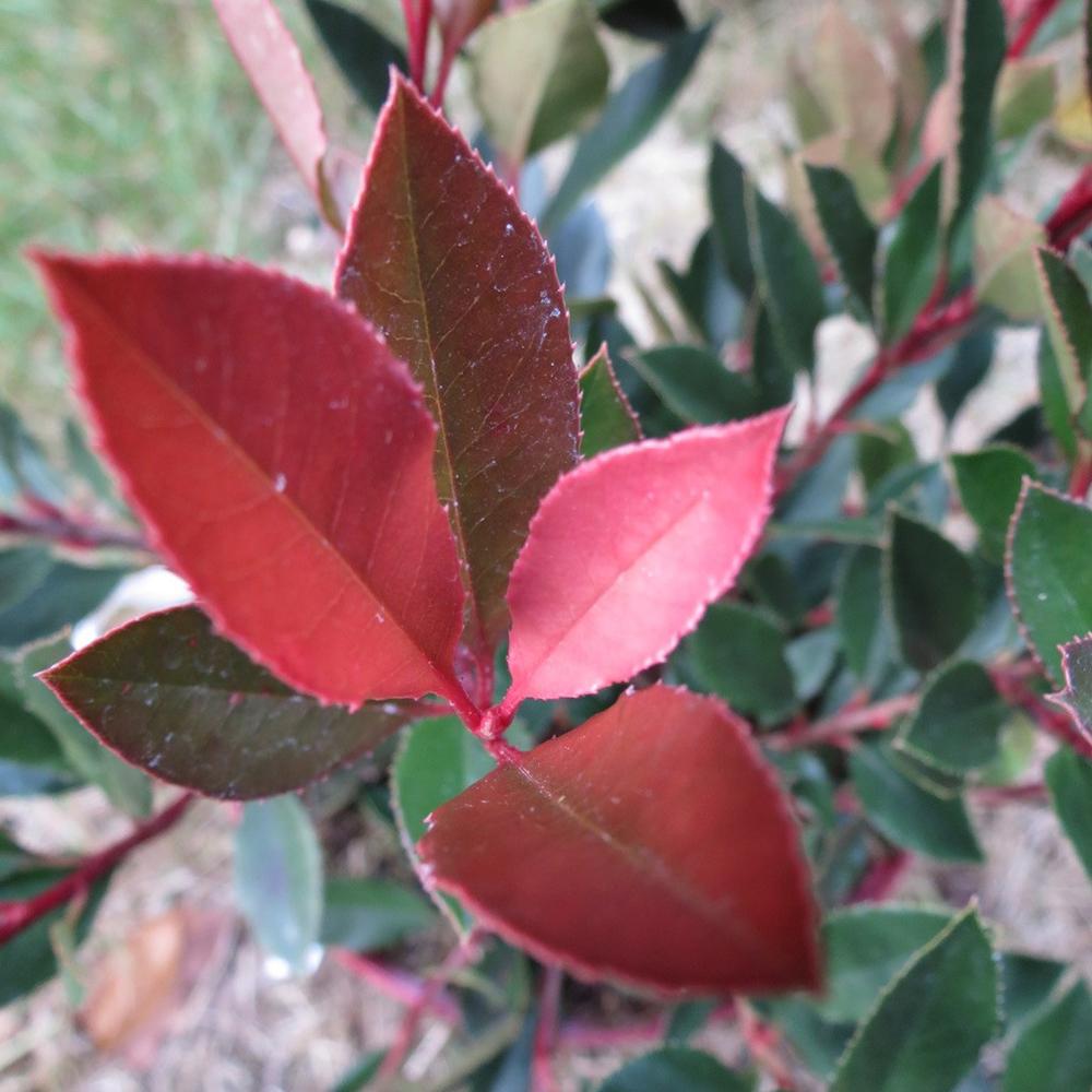 Photinia Chico