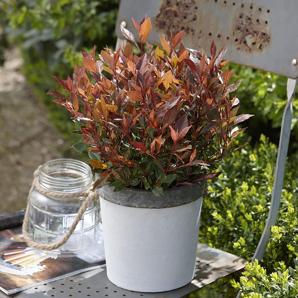 Photinia Chico