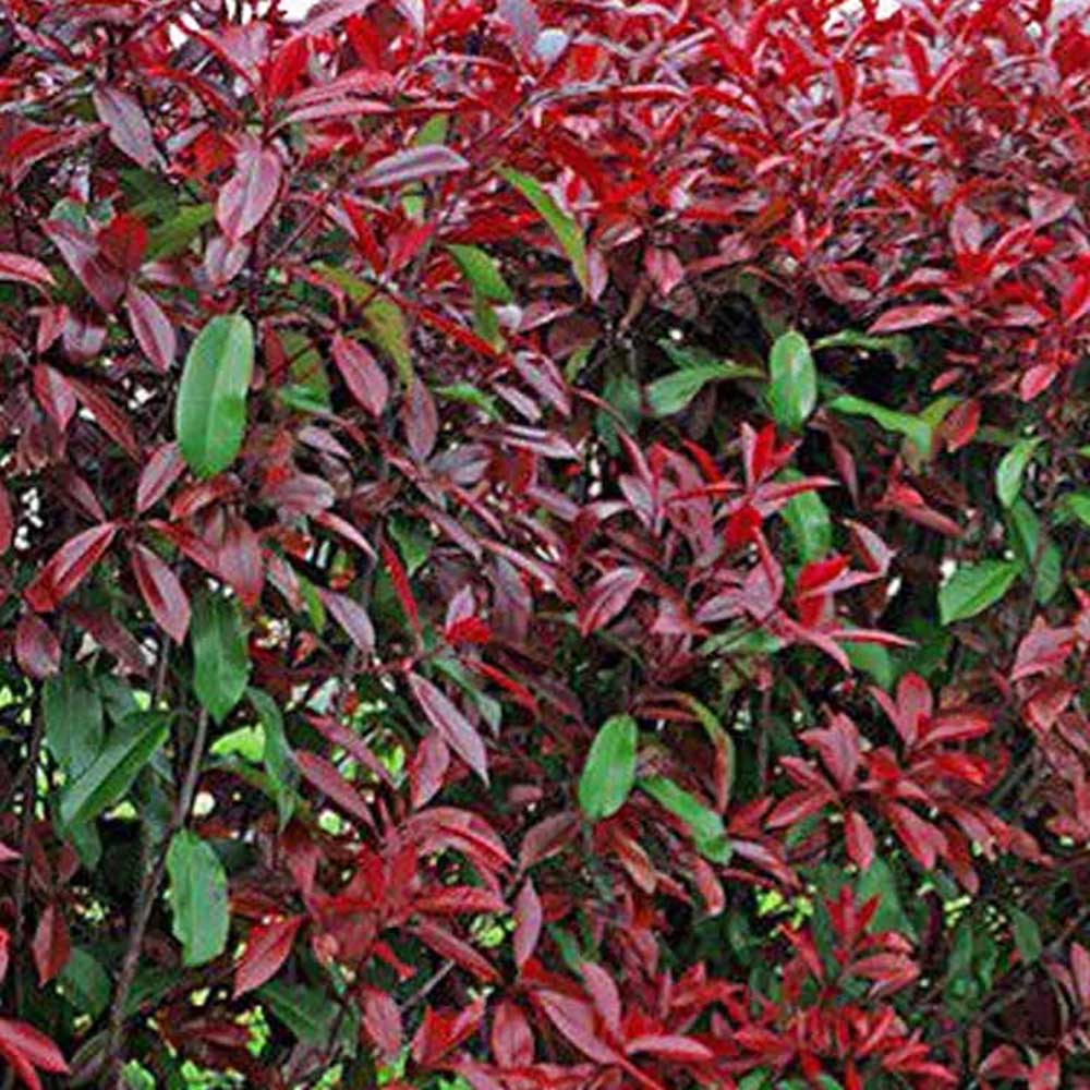 Photinia Fraseri Red Robin Cone Piramidal