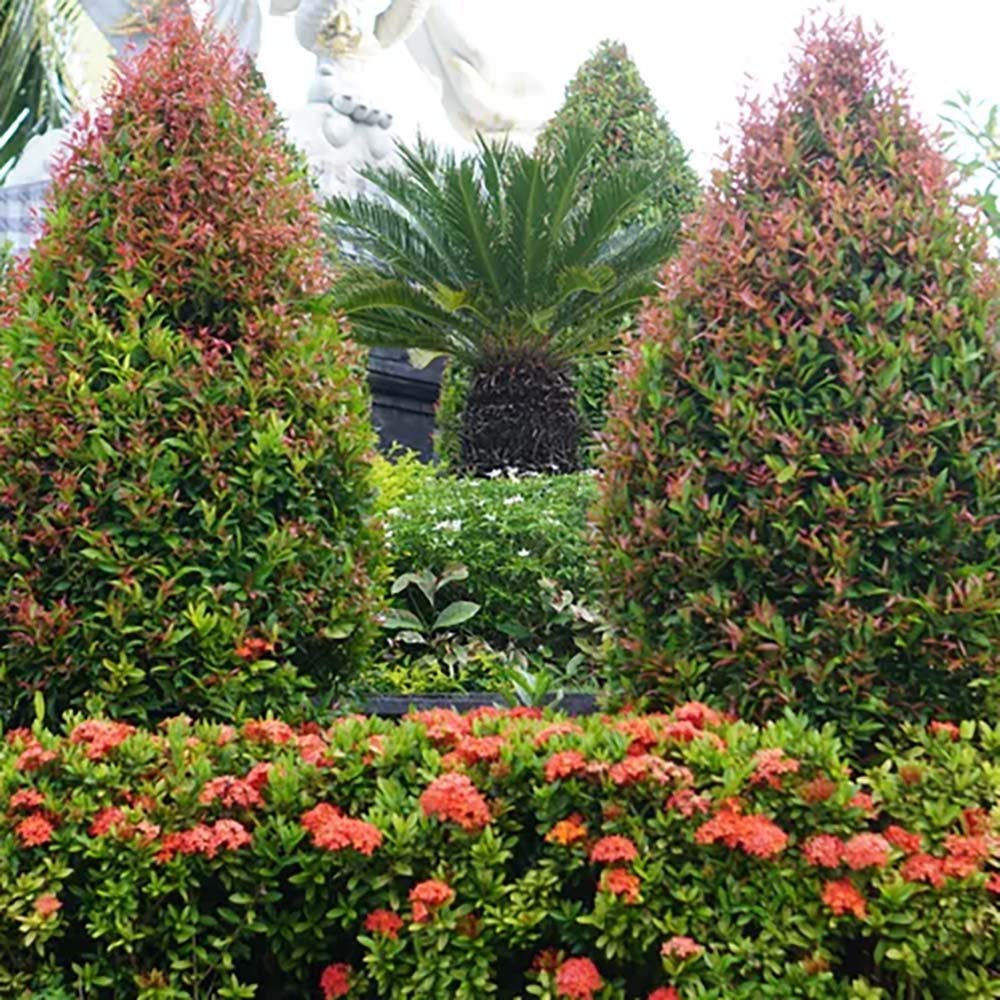 Photinia Fraseri Red Robin Cone Piramidal
