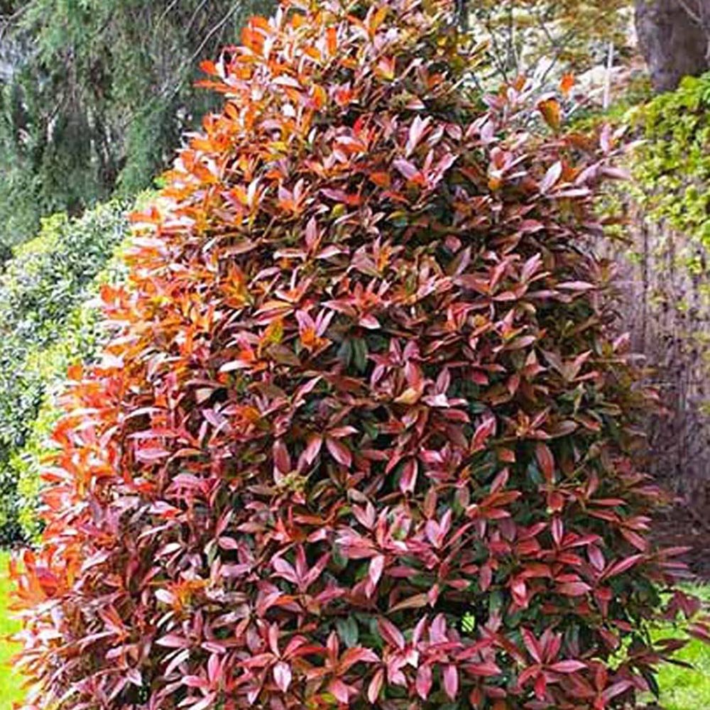 Photinia Fraseri Red Robin Cone Piramidal