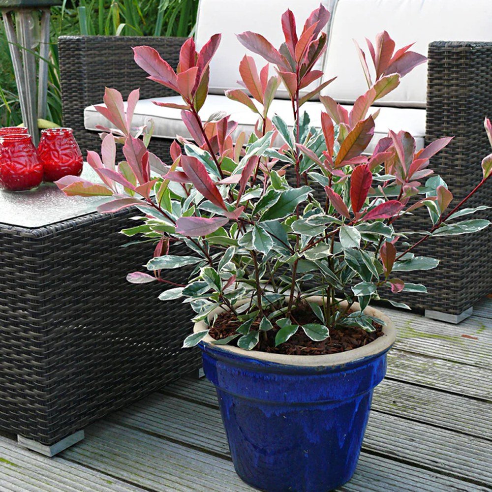 Photinia Pink Marble
