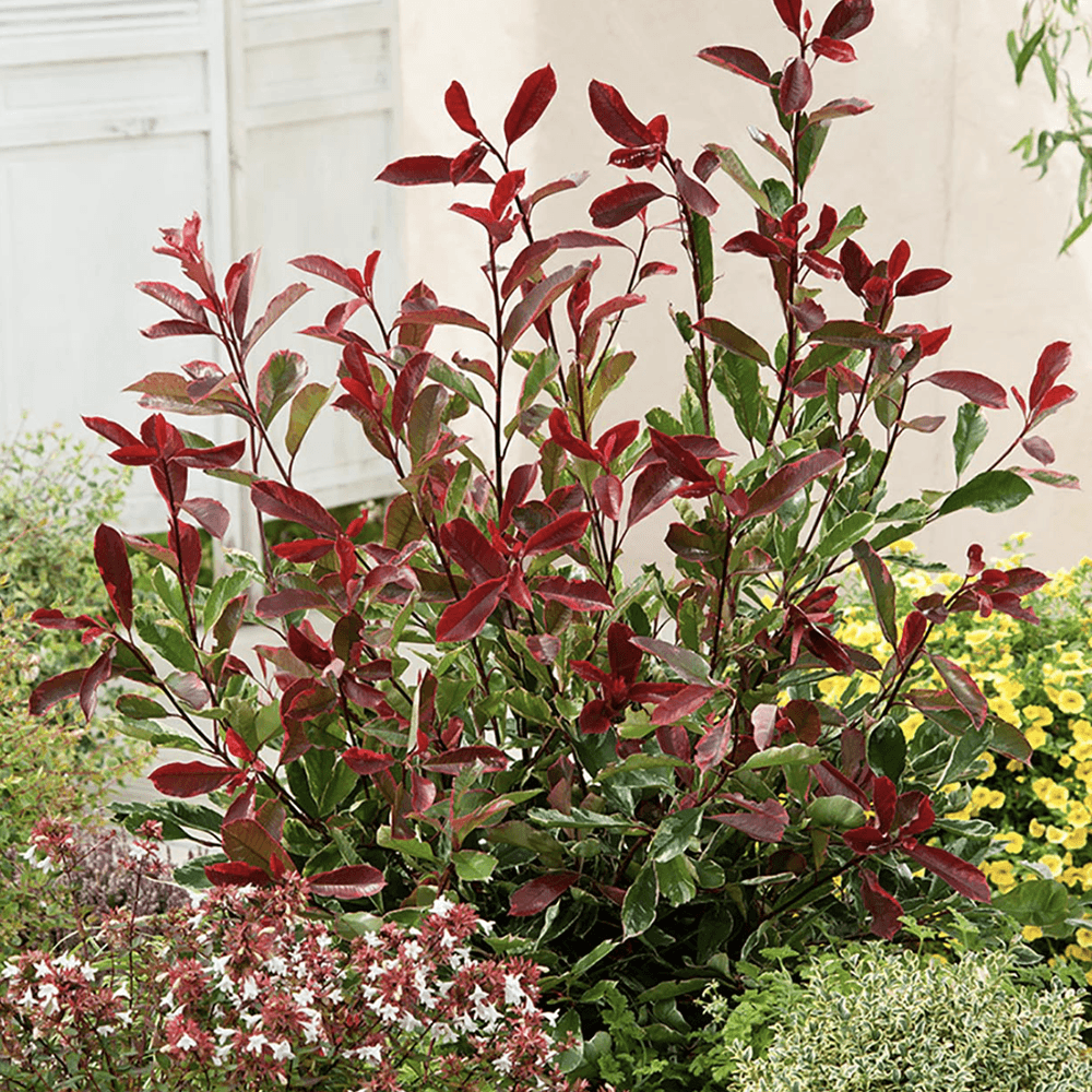 Photinia Pink Marble