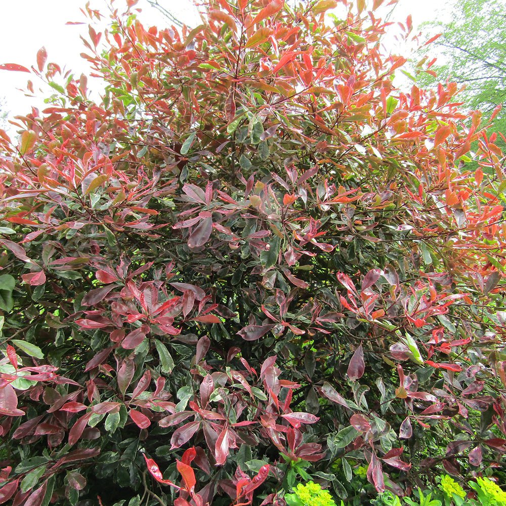 Photinia Pink Marble