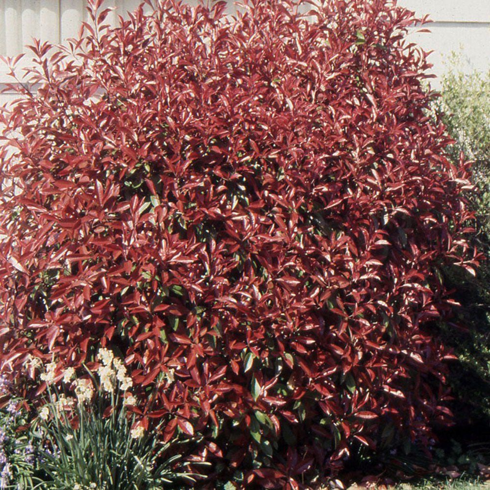 Photinia Pink Marble