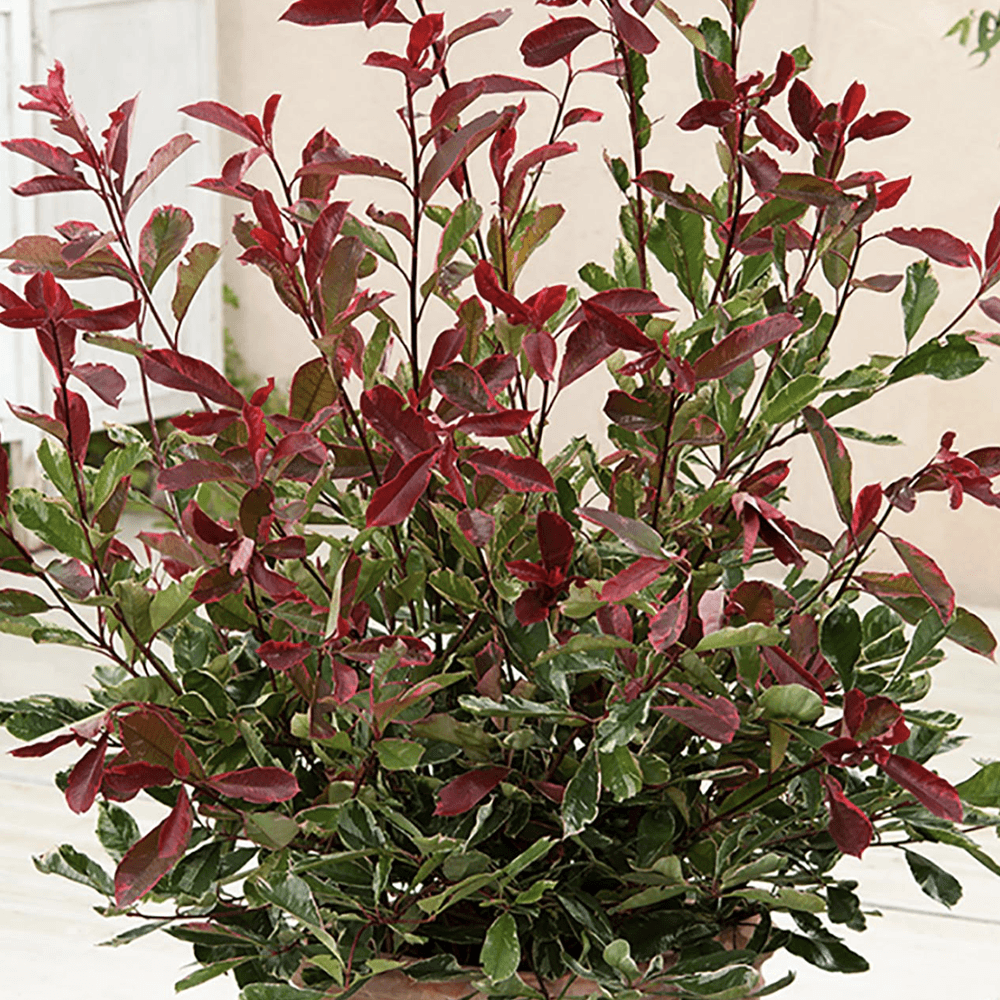 Photinia Pink Marble