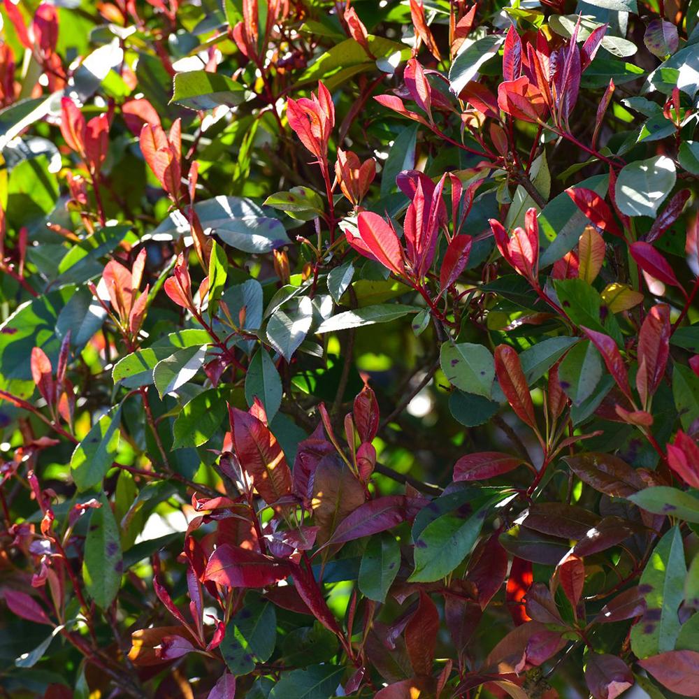 Photinia Red Robin, cu frunzis rosu, Tip Copac