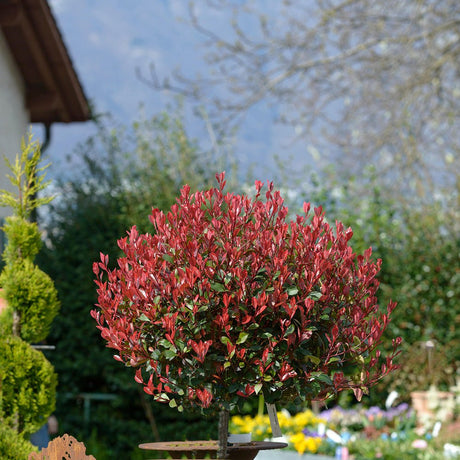 Photinia Red Robin (Altoit Pe Tulpina) - VERDENA-Tulpina de 90 cm cm inaltime livrat in ghiveci de 5L