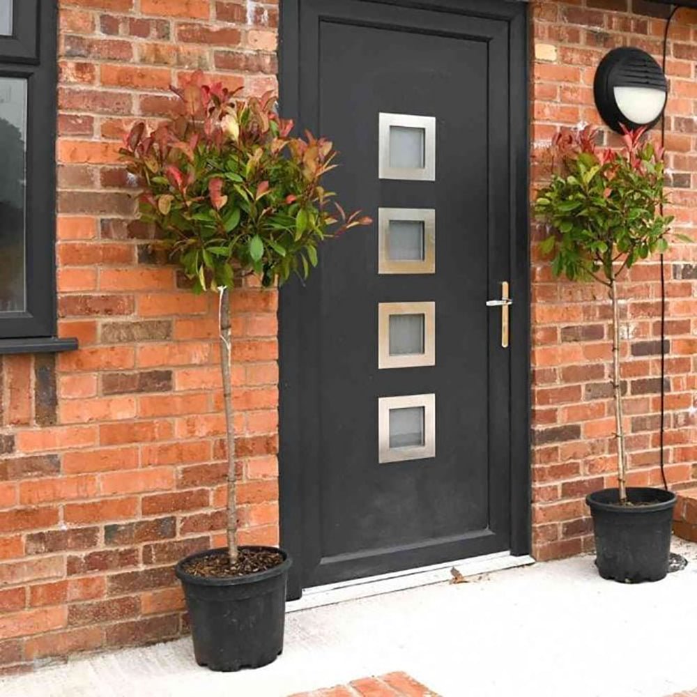 Photinia Red Robin, cu frunzis rosu, Tip Copac