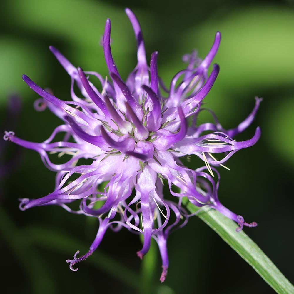 Phyteuma Scheuchzeri