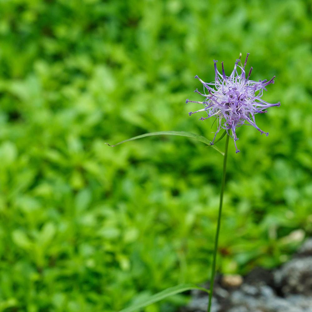 Phyteuma Scheuchzeri