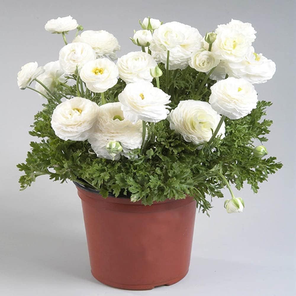 Piciorul Cocosului (Ranunculus) alb - 3 bulbi per ghiveci