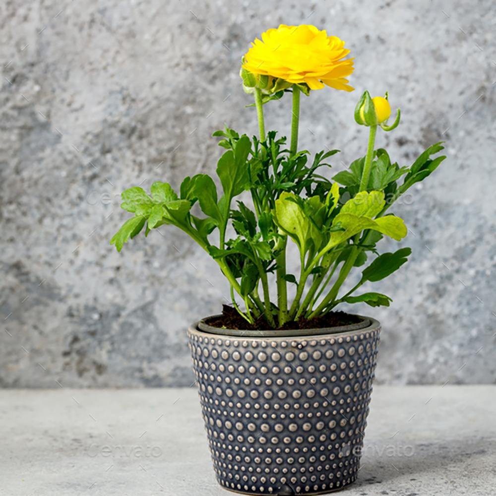 Piciorul Cocosului (Ranunculus) galben - 3 bulbi per ghiveci