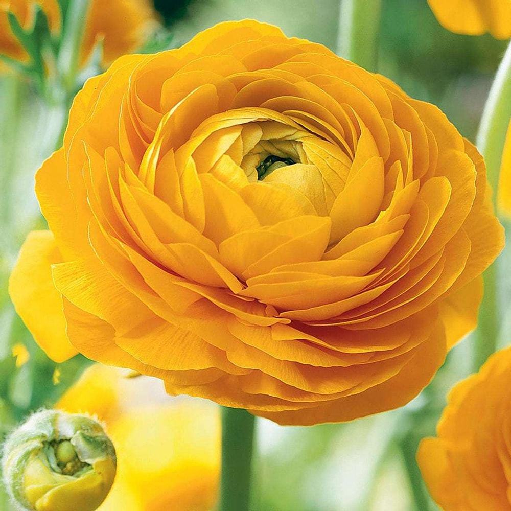 Piciorul Cocosului (Ranunculus) galben - 3 bulbi per ghiveci