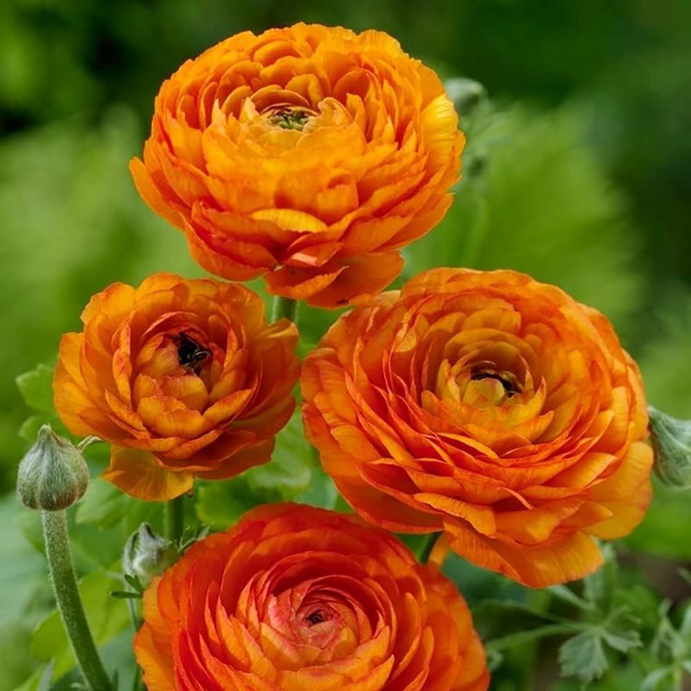 Piciorul Cocosului (Ranunculus) portocaliu - 3 bulbi per ghiveci