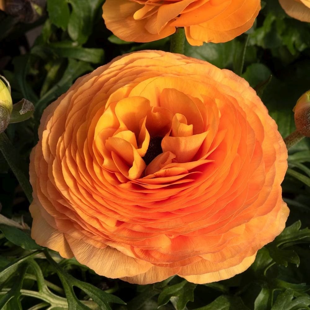 Piciorul Cocosului (Ranunculus) portocaliu deschis - 3 bulbi per ghiveci