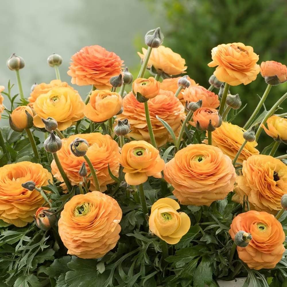 Piciorul Cocosului (Ranunculus) portocaliu deschis - 3 bulbi per ghiveci