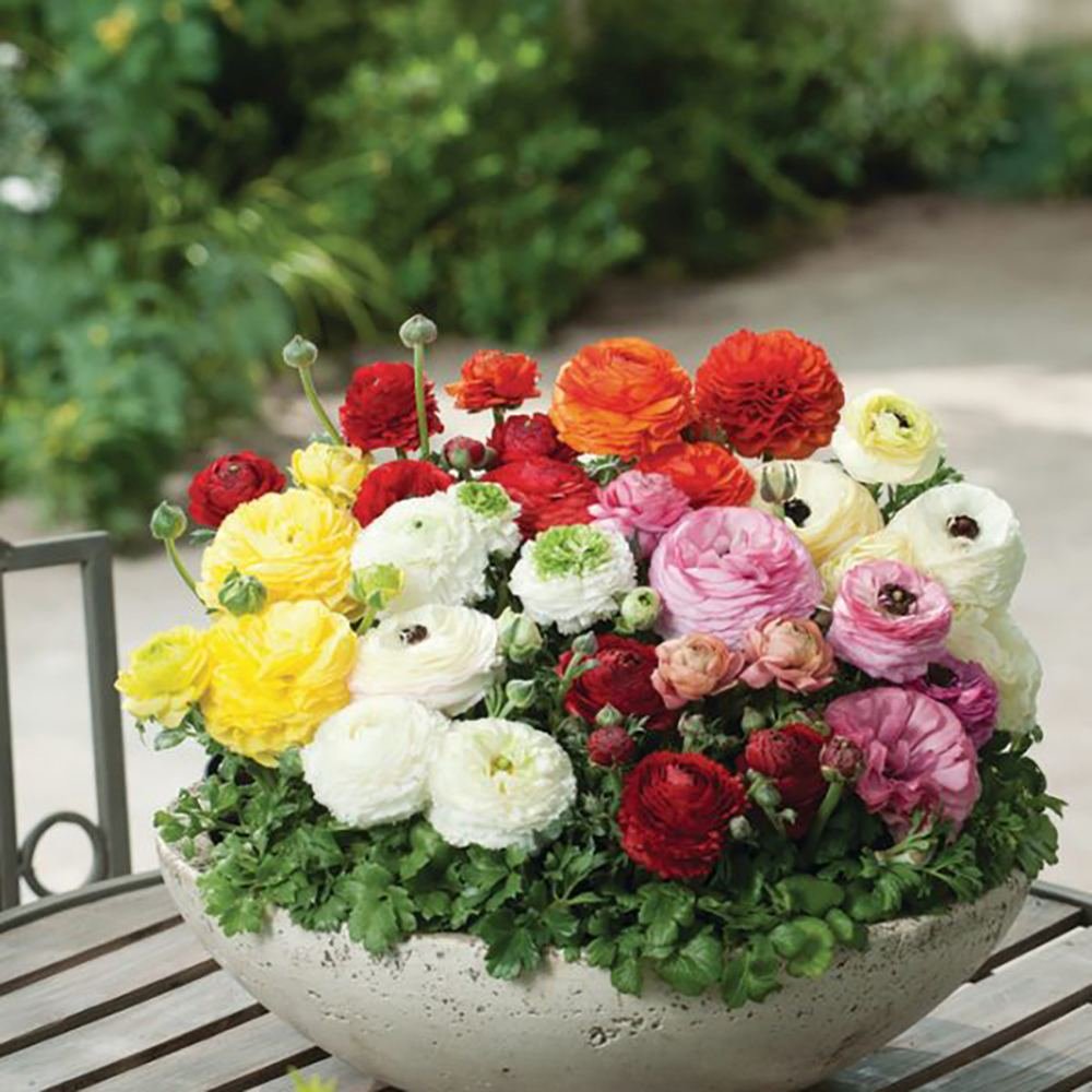 Piciorul Cocosului (Ranunculus) roz - 3 bulbi per ghiveci