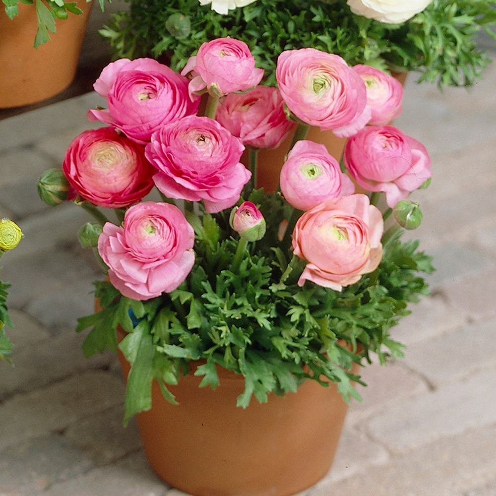 Piciorul Cocosului (Ranunculus) roz - 3 bulbi per ghiveci