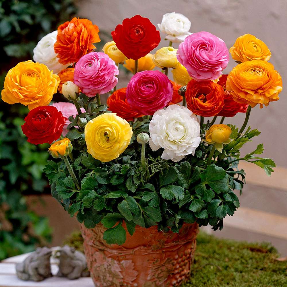 Piciorul Cocosului (Ranunculus) roz - 3 bulbi per ghiveci