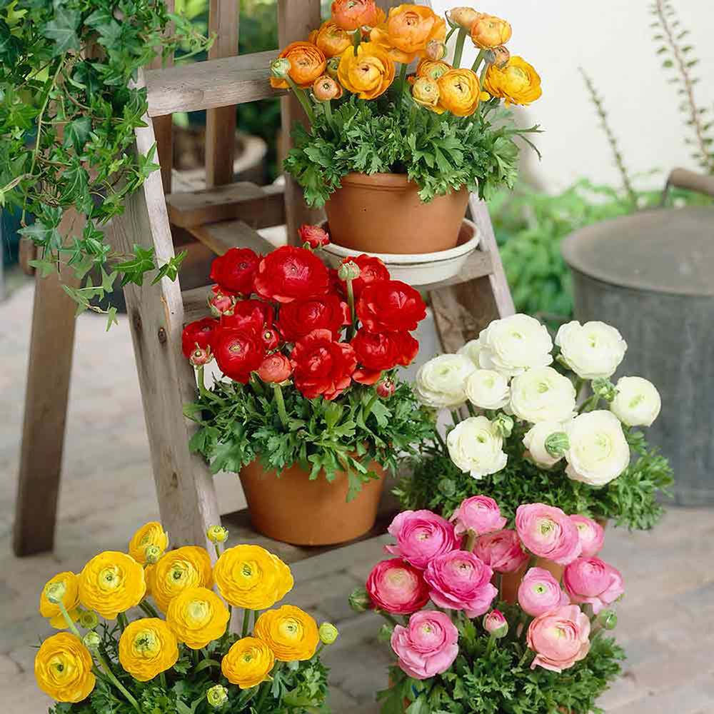 Piciorul Cocosului (Ranunculus) roz - 3 bulbi per ghiveci