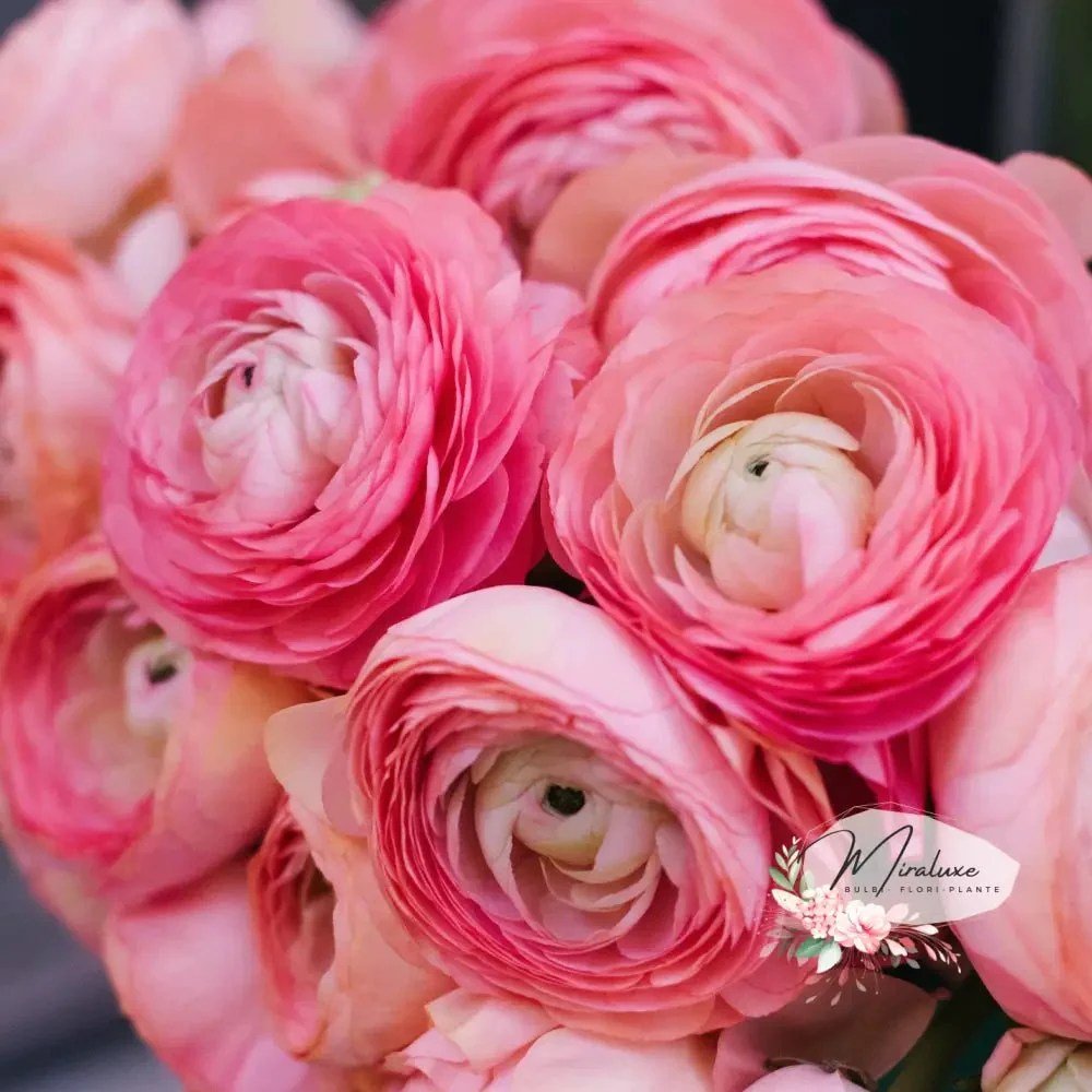 Piciorul Cocosului (Ranunculus) roz - 3 bulbi per ghiveci