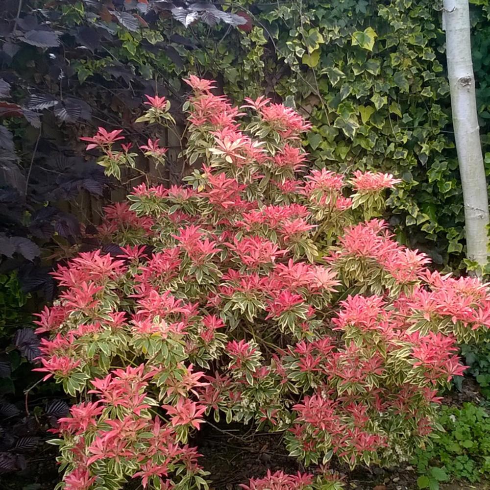 Pieris Japonez Carnaval, cu frunze variegate