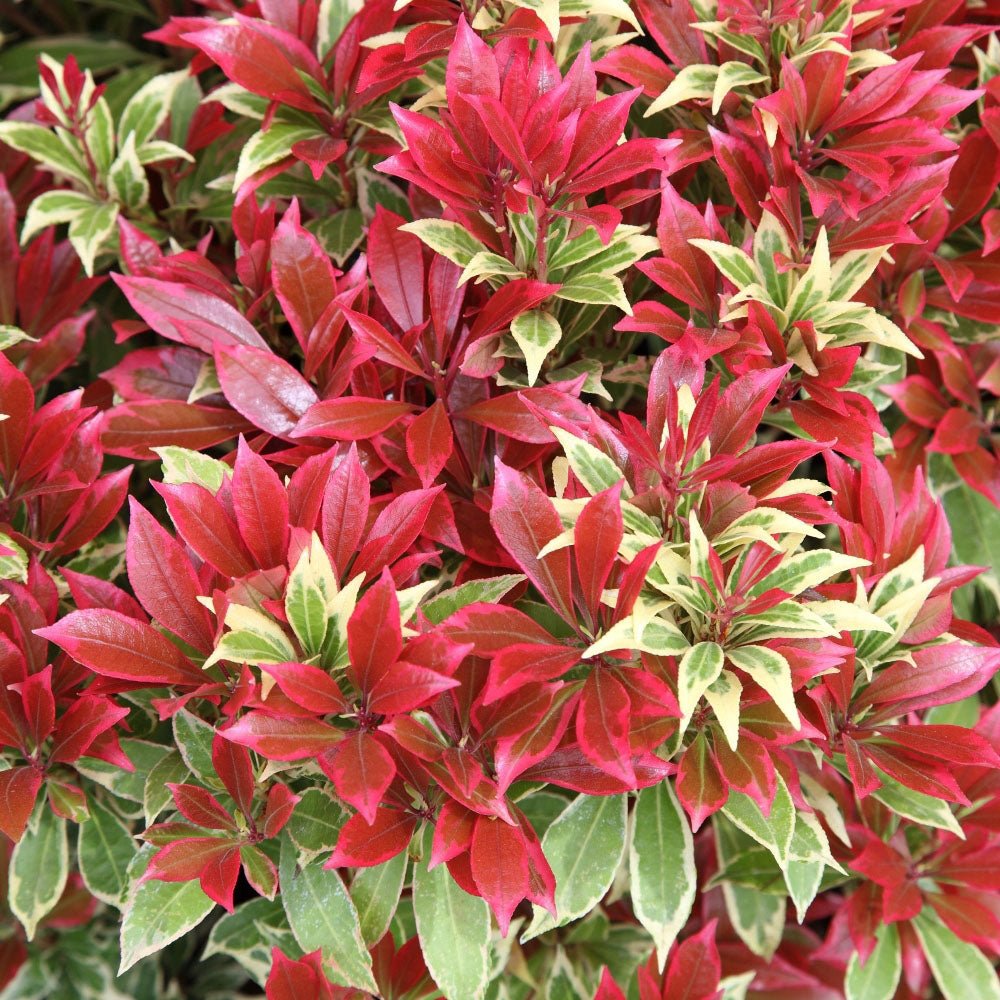 Pieris Japonez Carnaval, cu frunze variegate