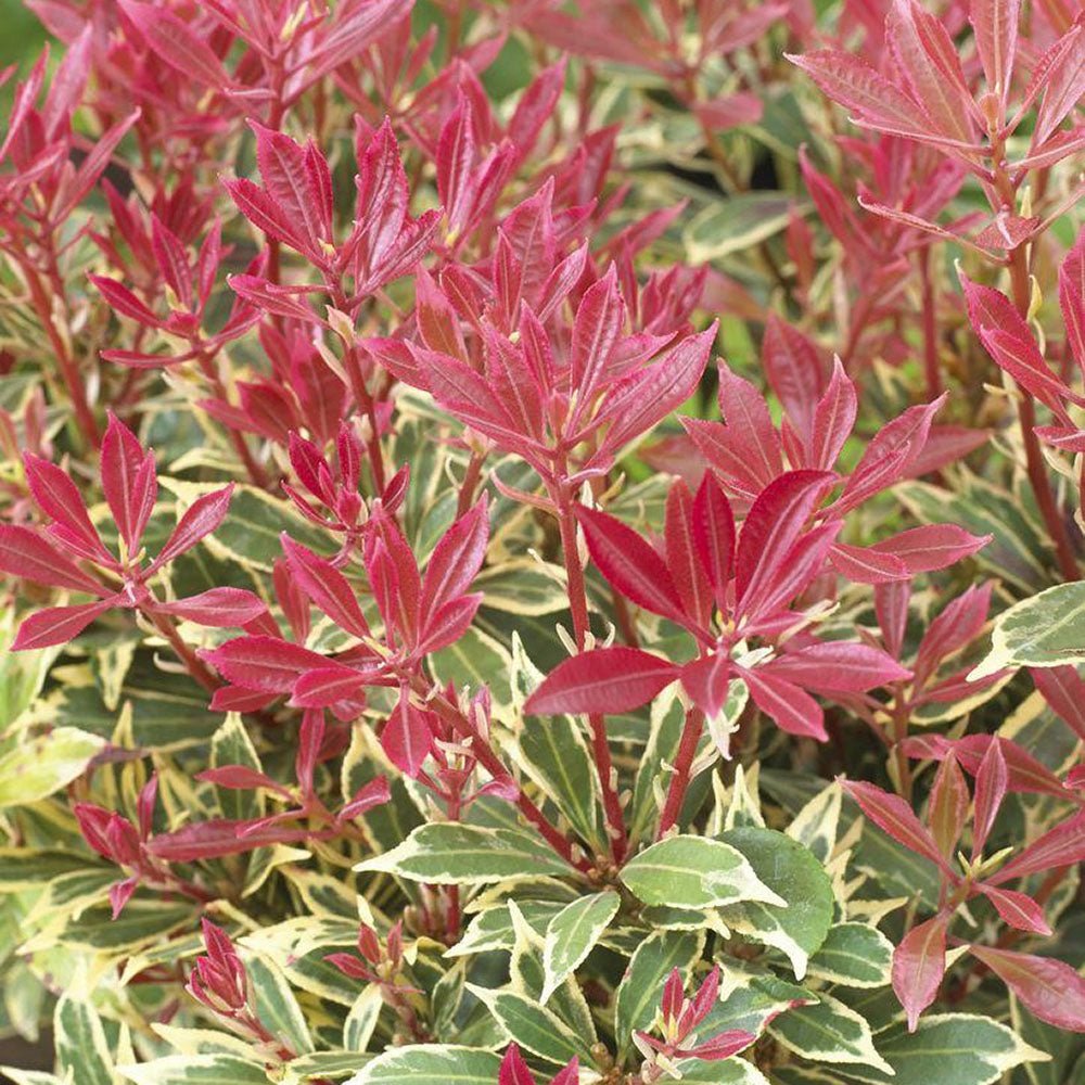 Pieris Japonez Carnaval, cu frunze variegate