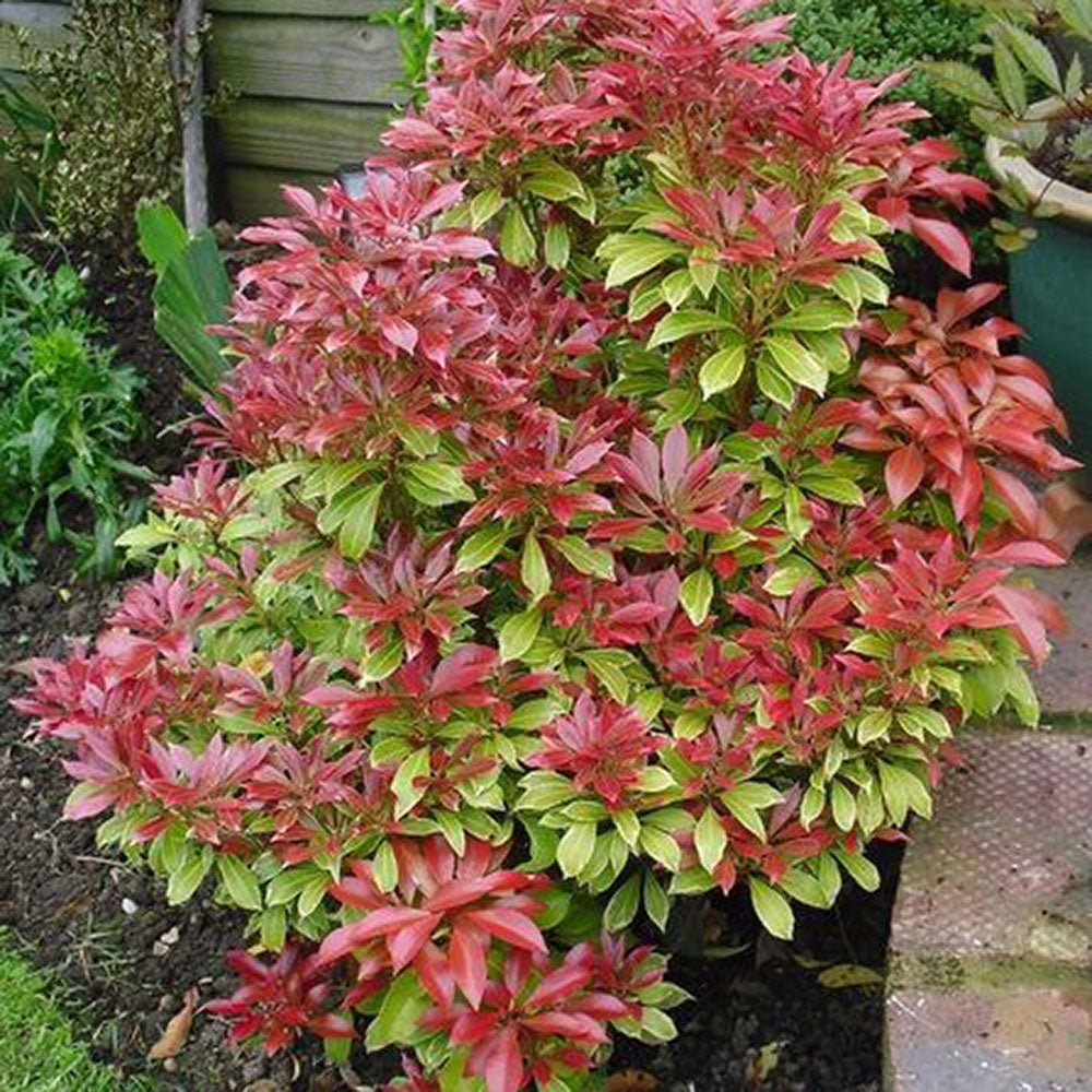 Pieris Japonez Carnaval, cu frunze variegate