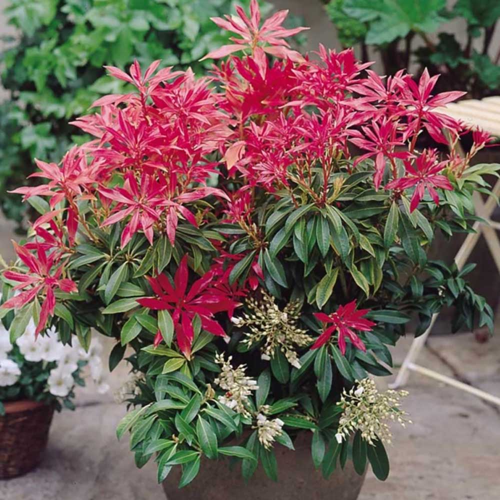 Pieris Japonica Forest Flame, cu frunze rosii