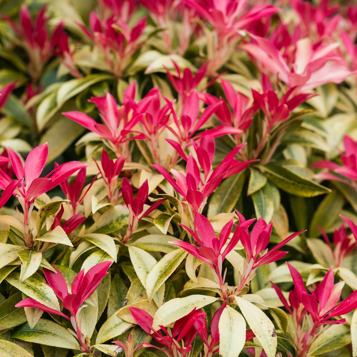 Pieris Japonica Forest Flame, cu frunze rosii