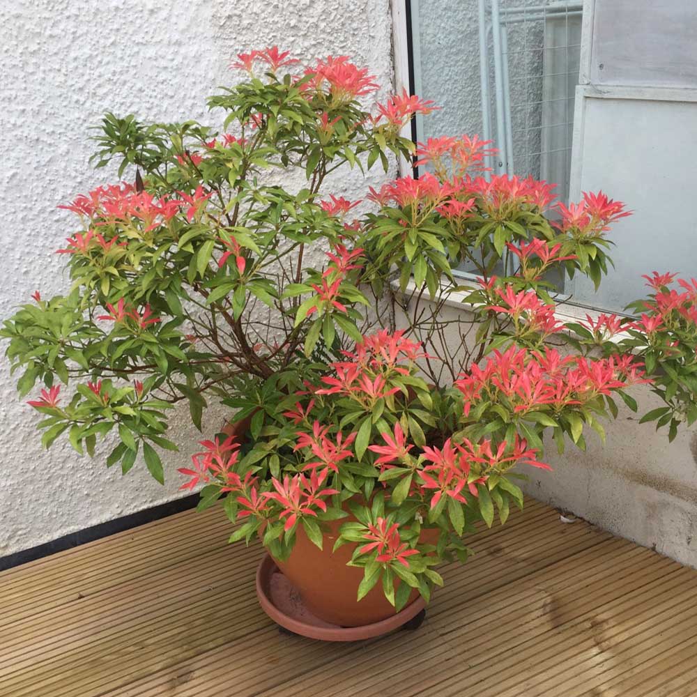 Pieris Japonica Forest Flame, cu frunze rosii