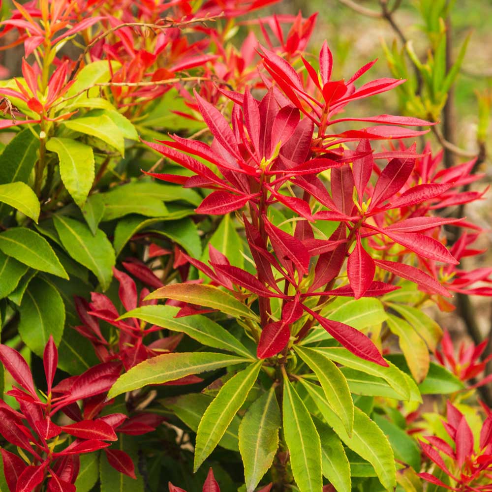 Pieris Japonica Forest Flame, cu frunze rosii